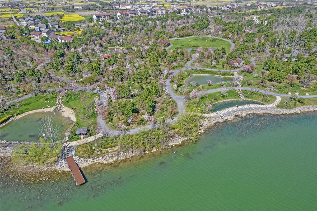 荊州新添櫻花長(zhǎng)廊 春日公園觀光體驗(yàn)指南